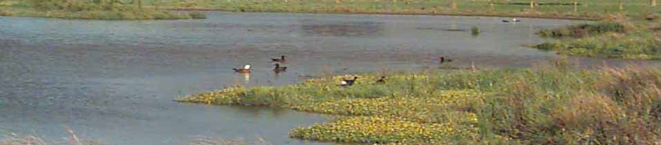 Ducks enjoying the wetlands in Whitford, Auckland